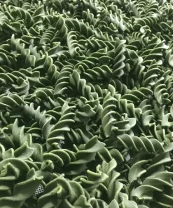 Seaspirals Pasta BULK