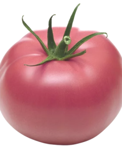 Alternative view of Pink Premium Tomato Uzbek