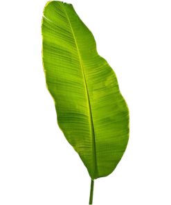 Banana Leaf