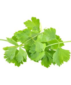 Alternative view of Coriander | Cilantro
