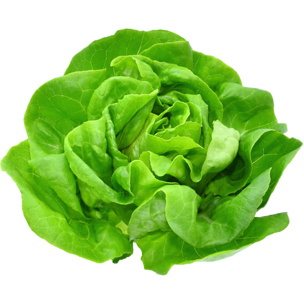Lettuce Boston - Image 2