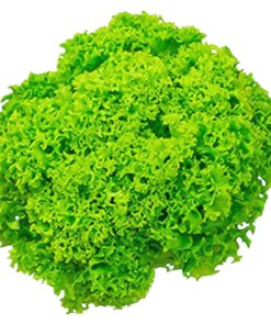 Alternative view of Lettuce Lollo Bionda UAE