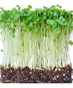 Micro Broccoli