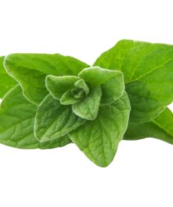 Oregano