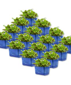 Vene Cress Box